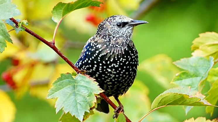 Common Starling (Sturnus vulgaris)